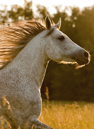 beautiful wild horse