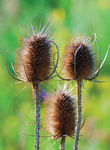 close up of dried thistle